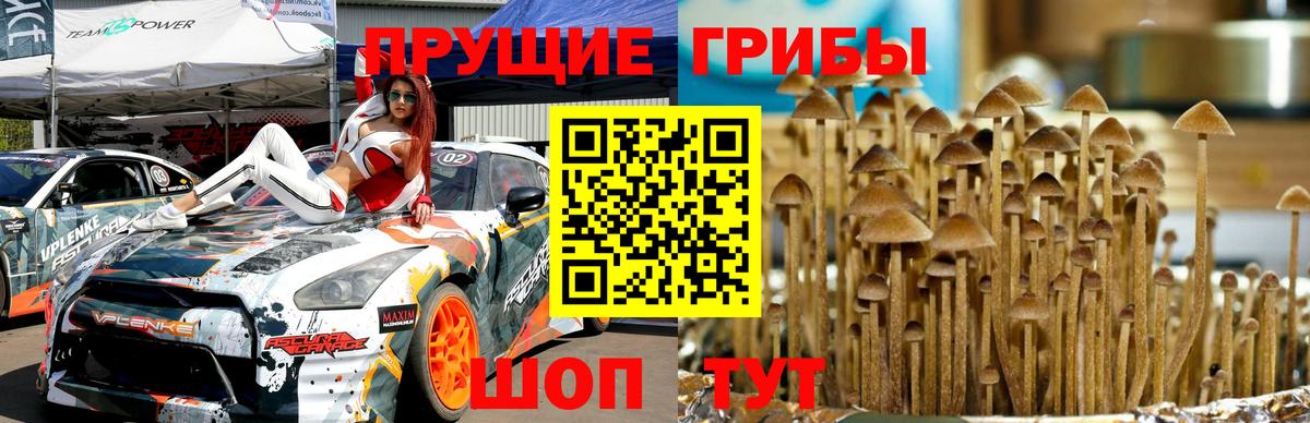 Галлюциногенные грибы MAGIC MUSHROOMS  Псилоцибиновые грибы GOLDEN TEACHER  Вход с VPN  Новороссийск 